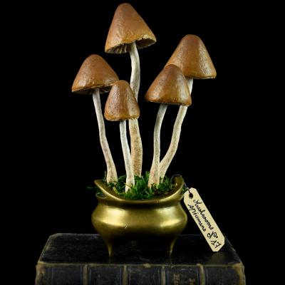 Mushrooms specimens n 17 par michele giraudo