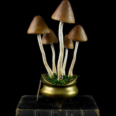 Mushrooms specimens n 17 par michele giraudo