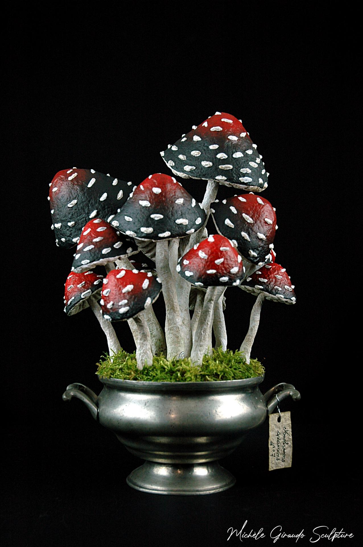 Mushrooms specimens n 7 de michele giraudo
