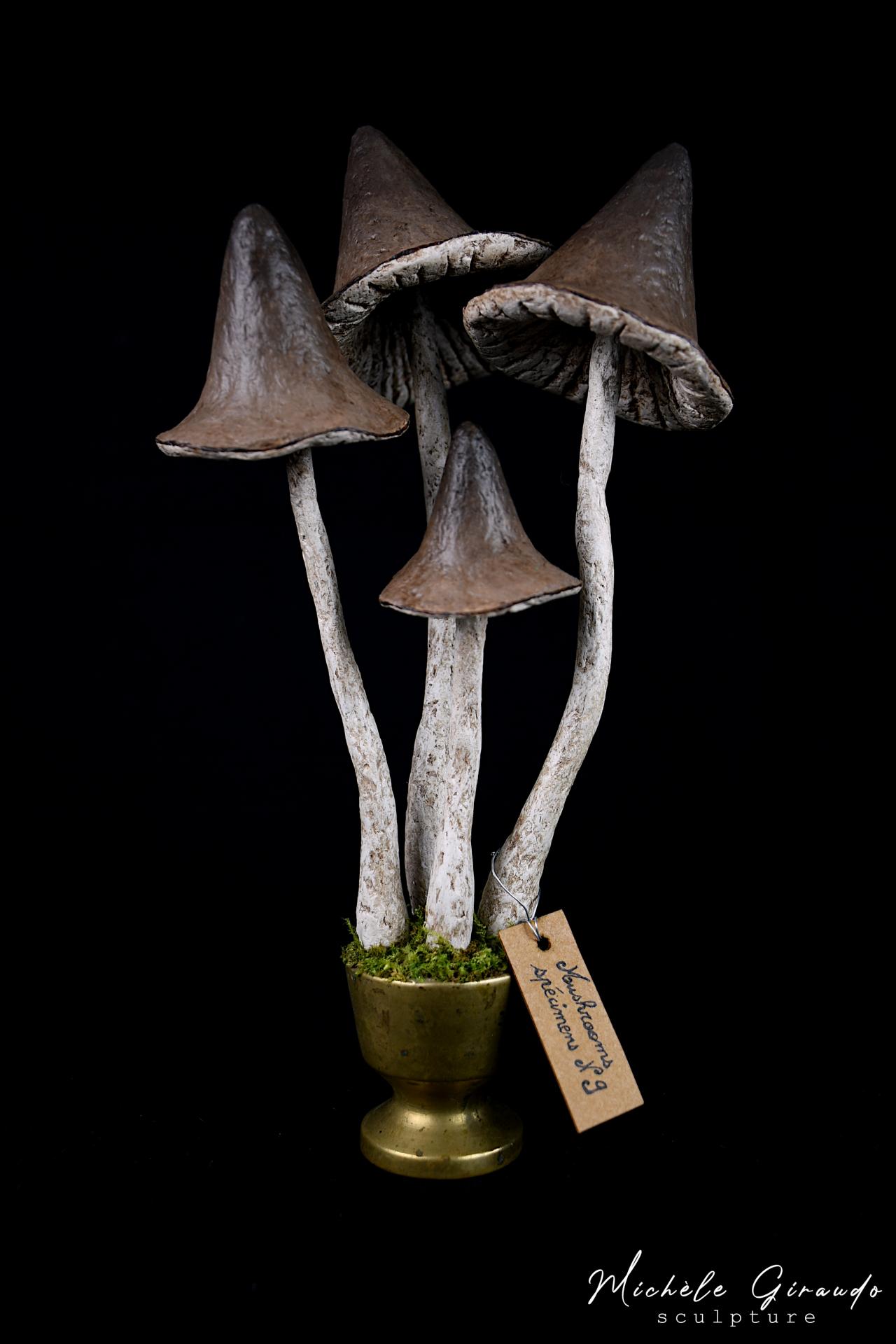 Mushrooms specimens n 9 de michele giraudo